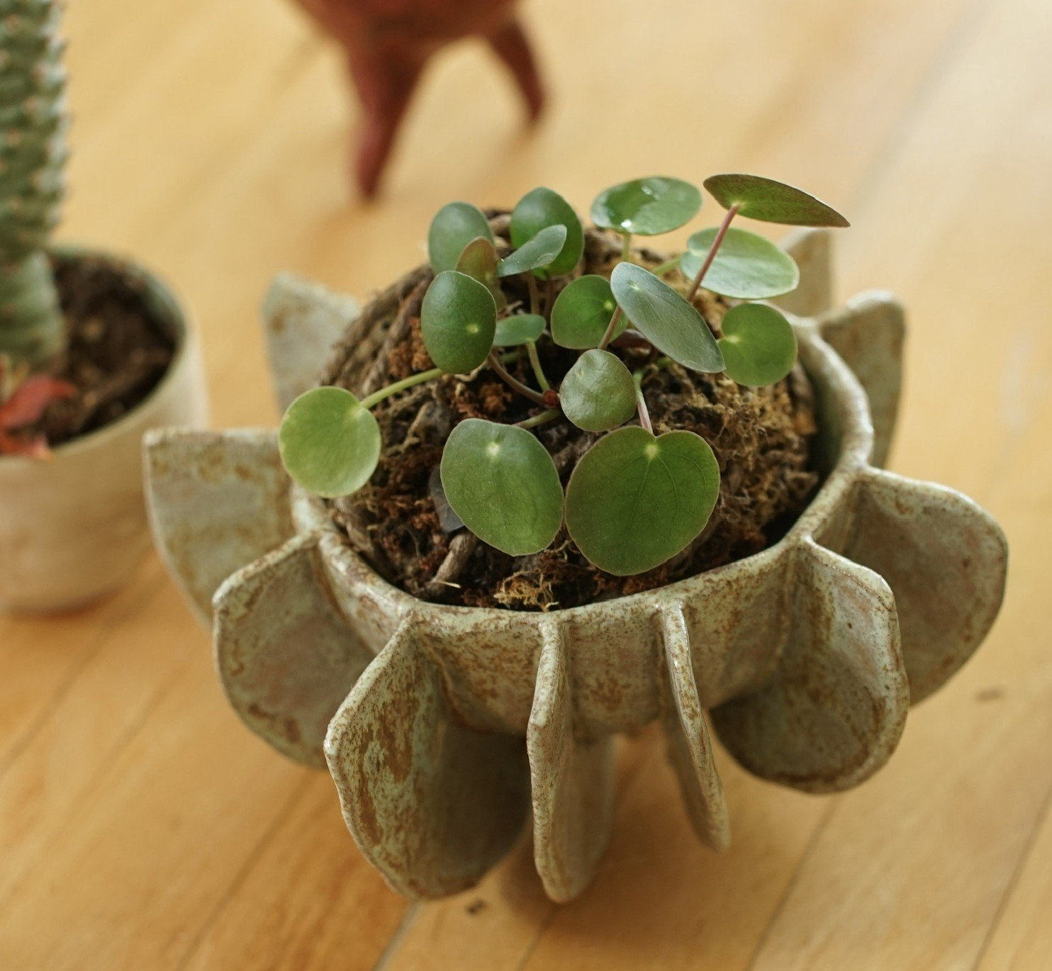 Plant in een keramisch object